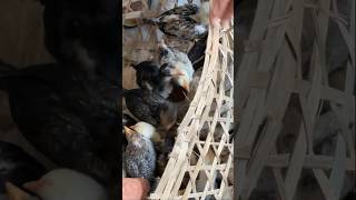 Saw the hubbub of a group of native chicks placed in a basket chicken chicks chicksound chickens [upl. by Yrailih292]