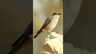 Isabelline Wheatear Oenanthe isabellina😍🖤 [upl. by Odrahcir814]