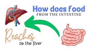 How does food from the intestine reaches to the liver Naked eye view of real mesentery [upl. by Aicsile82]