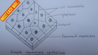 How to draw simple squamous epithelium bigyanthapa  most easy way [upl. by Yar]