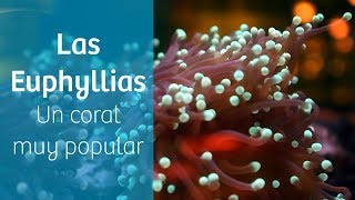 Corales duros para acuario · Euphyllias ♨️ [upl. by Yenaled]