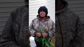 How to make comfrey tea for your garden [upl. by Alanah]