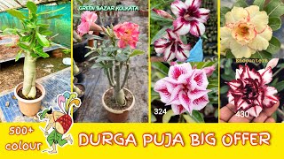 Best Adenium colour very low price  ARABICUM  swazicum  design plant available Online Sell [upl. by Blockus]