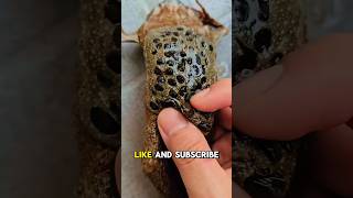 Rare Surinam Toad  A fascinating look into natures wonders surinamtoad toad frog shorts [upl. by Rhine]