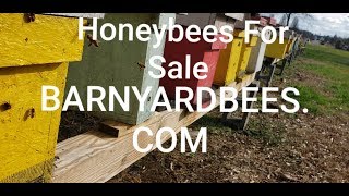 Strong Honeybee Nucs In Mid Winter [upl. by Blessington]