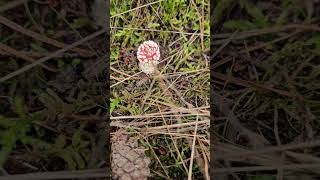 The Fly Agaric Mushroom 🍄 [upl. by Ainnos]