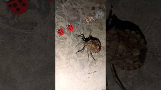 Brown marmorated stink biology biologist stinkbug SoundS 🦗🦗Video bhej nature view [upl. by Irek301]