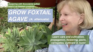 Grow Foxtail Agave A attenuata a Perfect amp Popular Succulent [upl. by Bolen]