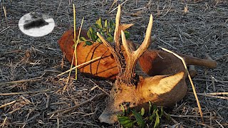 Roebuck hunting during the rut time  600g gold medal roebuck down [upl. by Elephus]