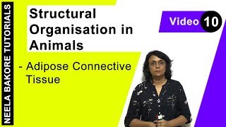 Structural Organisation in Animals  NEET  Adipose Connective Tissue  Neela Bakore Tutorials [upl. by Hayne271]