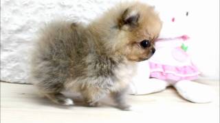 Boutique Teacup Puppies  Micro Teacup Pomeranians Tiniest Pom Puppies [upl. by Notreb]