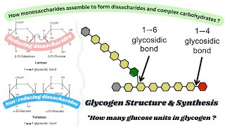 Dissacharides formation Glycogen Strucure amp Synthesis Glycogen synthase amp glycogenin [upl. by Yci]