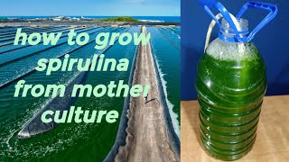 Modern Spirulina Farming Technology  Microalgae cultivation and harvest in a greenhouse [upl. by Ternan]