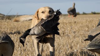 Evening Goose Hunt at Ongaros Saskatchewan Bonus banded Canada goose [upl. by Sert289]