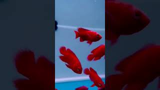 Exotic Fire Red Oscar Fish Aquariumfishindiacom oscarfish oscarfishlover tropicalfish cichlid [upl. by Siderf165]