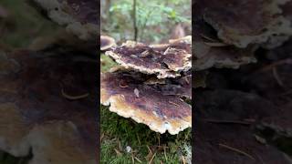 phaelous schweinitzii aka dyers polypore nature [upl. by Malinowski797]