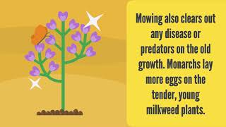 IDOT 101 How IDOT Protects Pollinators [upl. by Kumler]