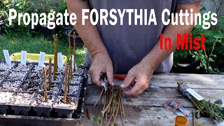 Propagate Forsythia Cuttings Under Mist [upl. by Goetz]