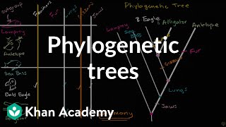 Understanding and building phylogenetic trees  High school biology  Khan Academy [upl. by Sherard]