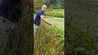 Pickerel weed pontederia cordata watergarden ponds permaculture gardening ediblegarden [upl. by Lazar]