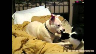 Cheezburger  Pit Bull vs Kitten [upl. by Rumney]