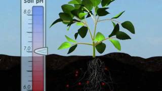 Plant Nutrition Mineral Absorption Part One [upl. by Whitehurst958]