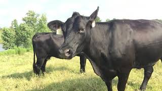 Deep Grass Graziers Spring calving young cows for sale [upl. by Bettine]