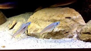 Benthochromis Males [upl. by Kort]