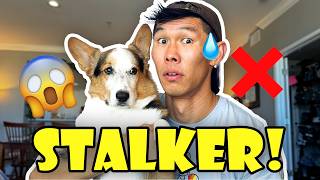 How My Corgi and I Handled a Stalker  Life After College Ep 776 [upl. by Adlanor80]