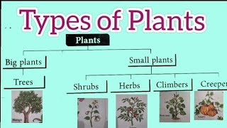 Types of PlantsPlants around usPlants type and names for kidplants science for primary class123 [upl. by Dodge]