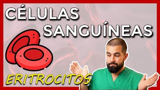 Células sanguíneas – ERITROCITOS – HEMATÍES  GLÓBULOS ROJOS Datos básicos hemoglobina y más [upl. by Tivad609]