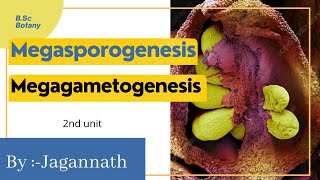 Megasporogenesis  Megagametogenesis  BSc Botany 🌱 [upl. by Harrod]