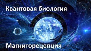 Квантовые механизмы магниторецепции  Квантовая биология [upl. by Saleme6]