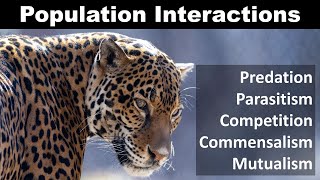 Population Interaction Predation Competition Parasitism Commensalism mutualism [upl. by Gerry]