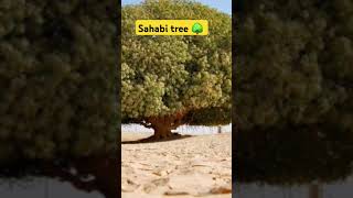 sahabi tree 1445 year old tree 🌳 shorts facts shortsfeed islamic status Islamichistory [upl. by Alleris]