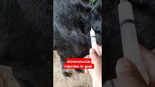 Placenta Treatmentpyometragenital diseaseintramuscular injectionantibiotic 💉 goat shortsfeed [upl. by Mei630]