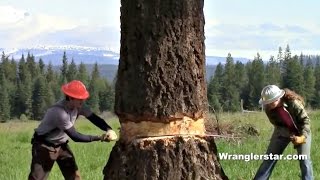 Felling Giant Tree With Crosscut Saw [upl. by Lonne]