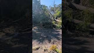 Dismayed to See Chinaberry Tree with Fruit Collapsed from Hurricane Milton on Cross Seminole Trail [upl. by Ardnas]