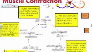 Muscle Contraction  Actin and Myosin IB Biology [upl. by Gnilrits38]