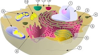 LES ORGANITES CELLULAIRES DÉFINITIONS ET RÔLES [upl. by Thacker]