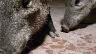 FOUR JAVELINAS RAIDING our PATIO TONIGHT EXTREME CLOSEUPS of COLLARED PECCARIES [upl. by Derick]