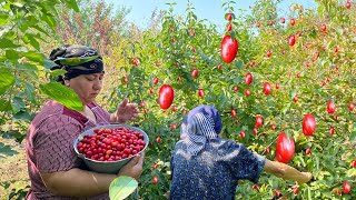 Picking CORNELIAN CHERRIES and Making JAM and Baking Mosaic BISCUITS [upl. by Estel275]