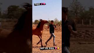 આને પ્રેમ કેવાય horsepower loveislove truebeauty horselovers truelove [upl. by Nnylarej498]