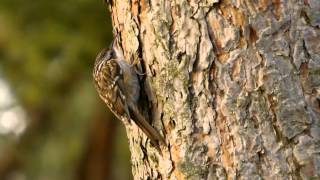 Shorttoed Treecreeper Certhia brachydactyla  Gartenbaumläufer [upl. by Erbua]