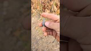 Arrowhead hunting on a fourwheeler Trail upstate New York [upl. by Atnohsal]