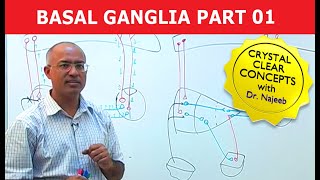 Basal Ganglia  Neuroanatomy  Part 13 [upl. by Annovad]