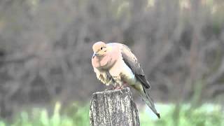 Mourning Dove coo calling June 29 2012 SW of Parry SK Canada [upl. by Omiseno]