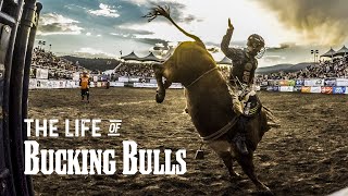 The Life of Bucking Bulls [upl. by Atinaej]