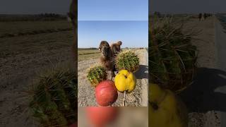 camel is eating cactus and apple [upl. by Dyol]