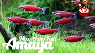 New Exciting Nano Fish  Nannostomus sp Amaya [upl. by Ettigirb]